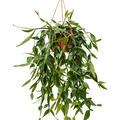 Rhipsalis eliptica, Ampel, im 20cm Topf, H�he 50cm, Breite 30cm