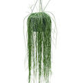 Rhipsalis floccosa, Ampel, im 25cm Topf, H�he 95cm, Breite 40cm