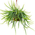Rhipsalis wercklei, Ampel, im 21cm Topf, H�he 70cm, Breite 40cm