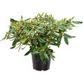 Rhododendron 'Euchantis', Busch, im 24cm Topf, H�he 50cm, Breite 60cm