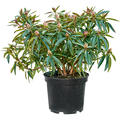Rhododendron 'Graziella', Busch, im 24cm Topf, H�he 50cm, Breite 60cm