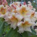Rhododendron Hybride 'Bernstein'