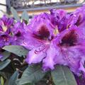 Rhododendron Hybride 'Blaue Jungs', dunkelgr�nes, schmales Laub, rund kompakt, sehr winterhart