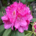 Rhododendron Hybride 'Catharine van Tol'