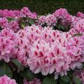 Rhododendron 'Furnivall's Daughter'