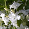 Rhododendron luteum 'Whitethroat' (Knap-Hill Azalee)