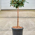 Rhododendron yakushimanum 'Anuschka', Stamm, im 32cm Topf, H�he 110cm, Breite 40cm