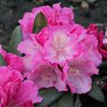 Rhododendron yakushimanum 'Polaris'