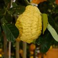 Riesen-Zedratzitrone