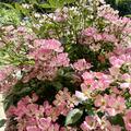 Rosa Galaxy� 'Vega'�, Rosa Galaxy� 'Vega'�