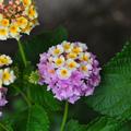 Rosa Wandelr�schen, Lantana camara rosa