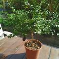 Rosa-Weisse Fingerlimette 'Wauchope', Microcitrus australasica 'Wauchope'