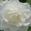 Rose Baby Schneewittchen