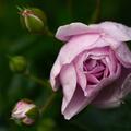 Rose 'Blue River'�, Rosa 'Blue River'�