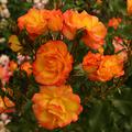 Rose Bonanza�