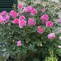 Rose 'Boscobel', Rosa