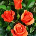 Edelrose Cherry Brandy� 85