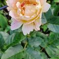 Rose Claude Monet�, Rosa