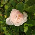 Rose 'Desdemona'�, Rosa 'Desdemona'®