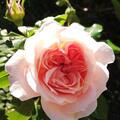 Rose 'Garden of Roses�', Rosa 'Garden of Roses'