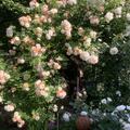 Rose 'Ghislaine de F�ligonde�', Rosa 'Ghislaine de F�ligonde' 