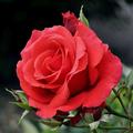 Rose Grande Amore�, Rosa 'Grande Amore'