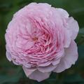 Rose 'James Galway�', Rosa