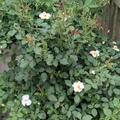 Rose 'Kew Gardens'� , Rosa 'Kew Gardens'