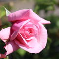 Kletterrose 'KissmeKate'