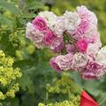 Rose Kletterr�slein Roseasy� Married� , Rosa