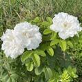 Rose 'Louise Bugnet', Rosa 'Louise Bugnet'