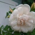 Rose 'Madame Alfred Carri�re'