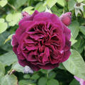 Buschrose Munstead Wood�