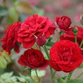 Rose 'Nina Weibull'