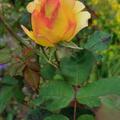 Rose 'Parure d'Or'�, Rosa Parure d`Or