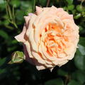Kletterrose 'Peach Melba'