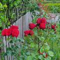 Rose Piano�, Rosa 'Piano'