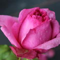 Rose Pompadour