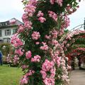 Rose Raubritter (im grossen Container)