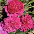 Rose 'Thomas � Becket�', Rosa 'Thomas � Becket�'