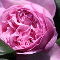 Rose 'Unique Aroma', Beetrose,  rosa, Sense of Love Serie, Duftrose