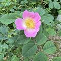Rose 'Vitaminrose Pirosa' �, Rosa
