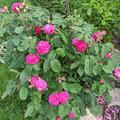 Rose de Resht, Rosa