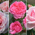 Rosen Bundle, Set, Duft und Nostalgie, 3 Sorten