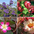 Rosen Bundle, Set, Einfach �berzeugend, 4 Sorten