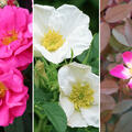 Rosen Bundle, Rosenhecke f�r Insekten und V�gel, 3 Sorten