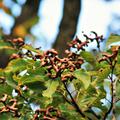 Fr�chte vom Rosinenbaum