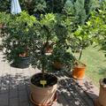 Rote Fingerlimette 'Ricks Red', Microcitrus australasica 'Ricks Red'