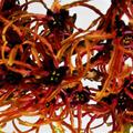 Rote Zaubernuss 'Ruby Glow' rot-orange Bl�te