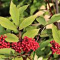 Beeren des Roten Holunders 'Anna'